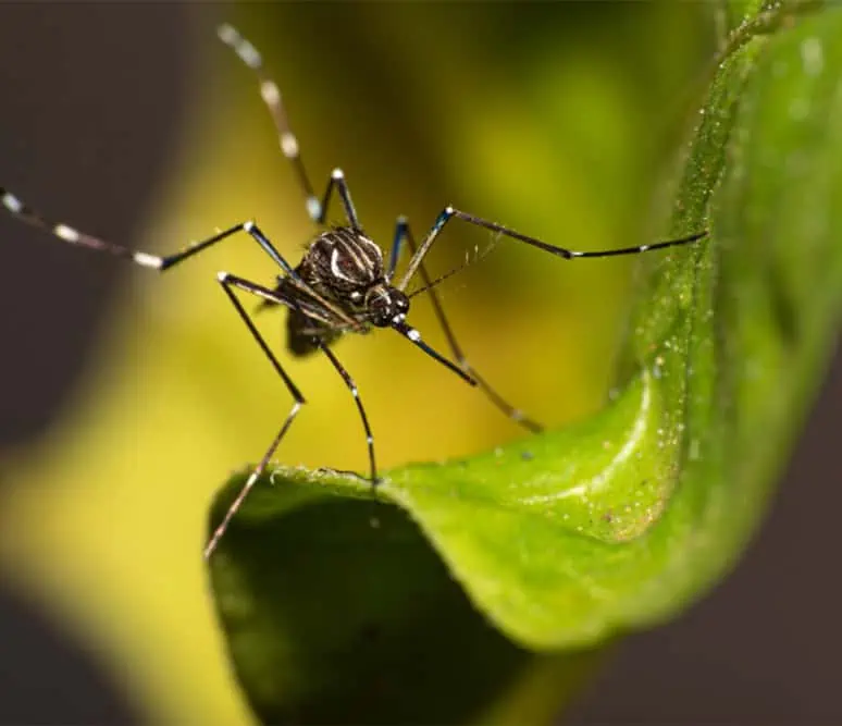 repelent proti komarom a kliestom